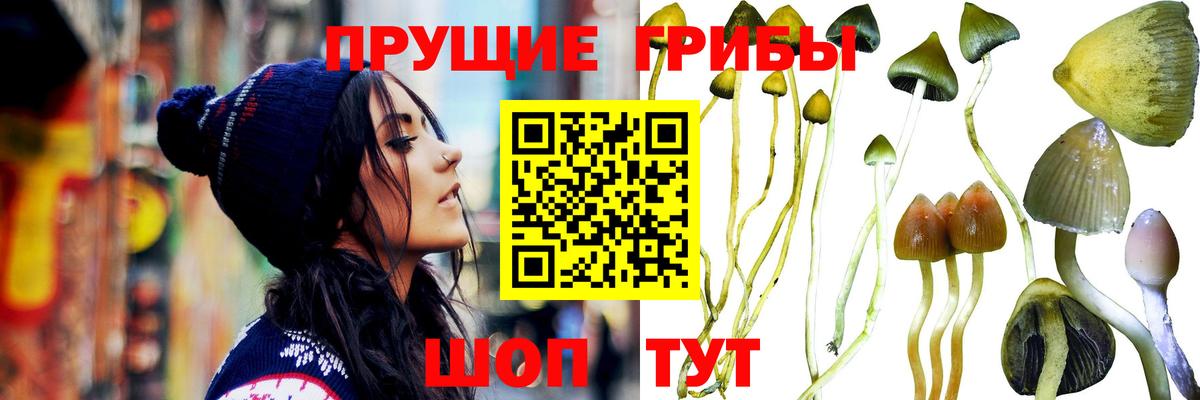 Галлюциногенные грибы Psilocybine cubensis Кызыл